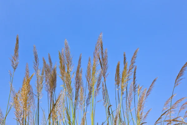 Gran hoja de hierba bajo el cielo azul —  Fotos de Stock