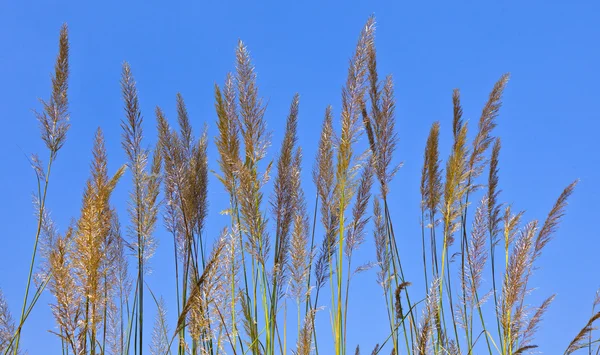 大叶片的草在蓝蓝的天空下 — 图库照片