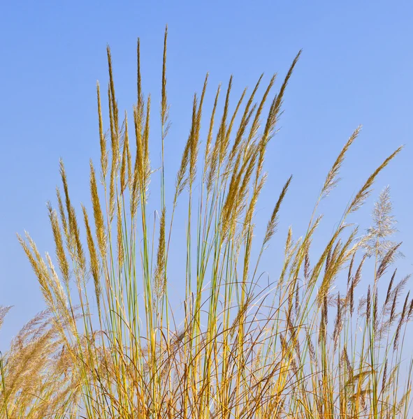 青空の下で草の大きなブレード — ストック写真