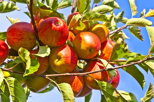 Зрізати яблука на дереві — стокове фото