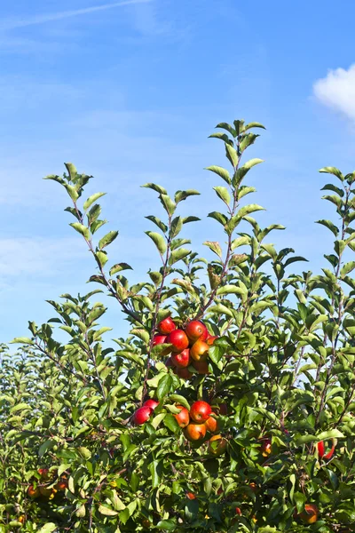 Ripe apples at the tree — Stock Photo, Image