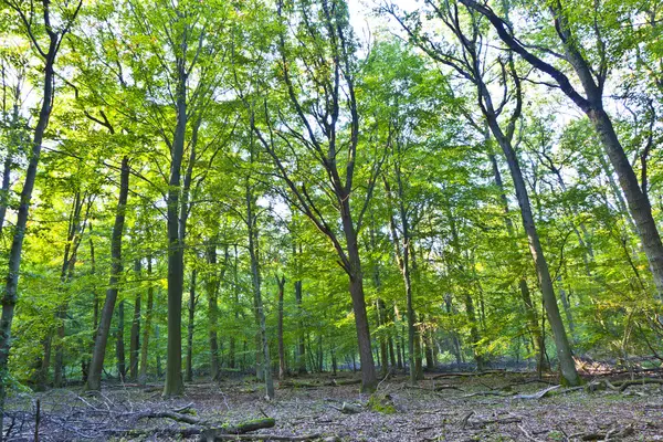 Beautiful wild oak forest — Stock Photo, Image