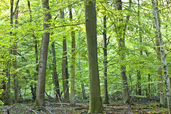 Hermoso bosque de robles silvestres — Foto de Stock