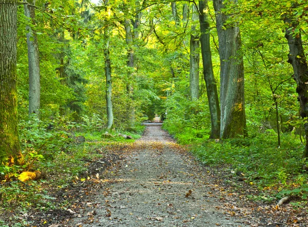 緑の森の美しい方法 — ストック写真