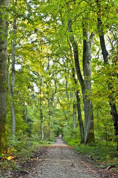 Schöner Weg im grünen Wald — Stockfoto