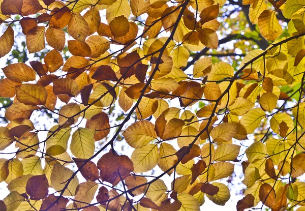De belles feuilles de chêne en automne à l'arbre donne une patte harmonique — Photo