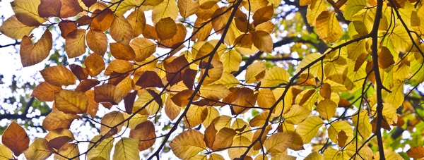 Gyönyörű, őszi a fa levelek tölgy ad egy harmonikus patt — Stock Fotó