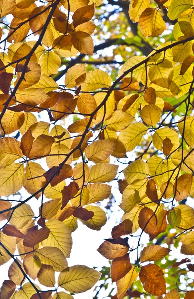 Belle foglie di quercia in autunno presso l'albero dà un patt armonico — Foto Stock