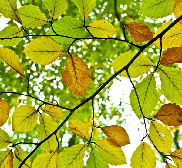 Background group autumn orange leaves. Outdoor — Stock Photo, Image