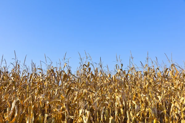 Naturlig full ram bakgrund med vissnade majs växter — Stockfoto