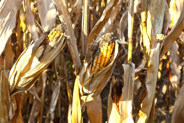 Naturalne pełne tło ramki z uschniętymi roślinami kukurydzy — Zdjęcie stockowe