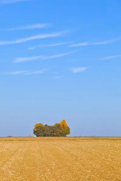 Fondo de marco completo natural con árbol y campo después de la cosecha — Foto de Stock
