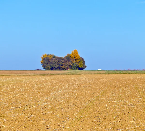 Natürlicher Vollformat-Hintergrund mit Baum und Feld nach der Ernte — Stockfoto
