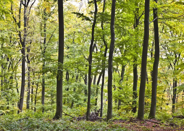 Beautiful wild oak forest — Stock Photo, Image