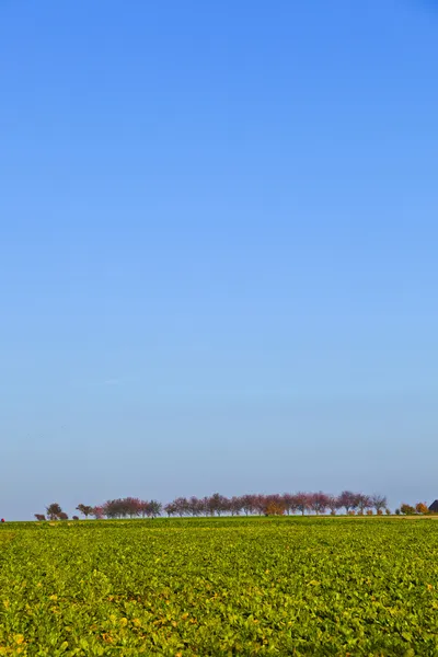 Zöld mező kék ég — Stock Fotó