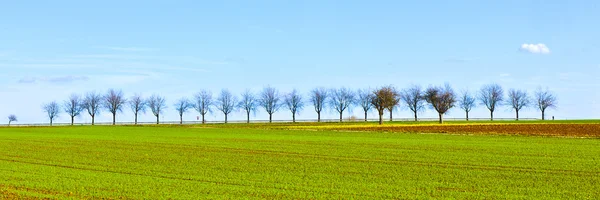Recentemente arado acre com fileira de árvores no horizonte — Fotografia de Stock