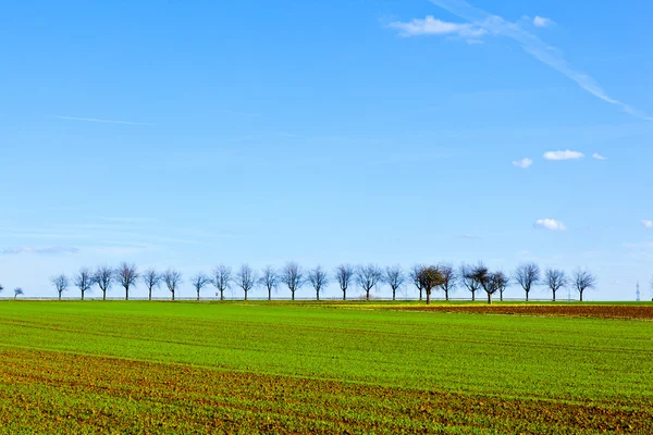 Acre fraîchement labouré avec rangée d'arbres à l'horizon — Photo