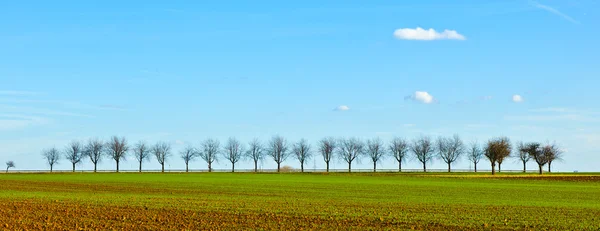 Acre fraîchement labouré avec rangée d'arbres à l'horizon — Photo