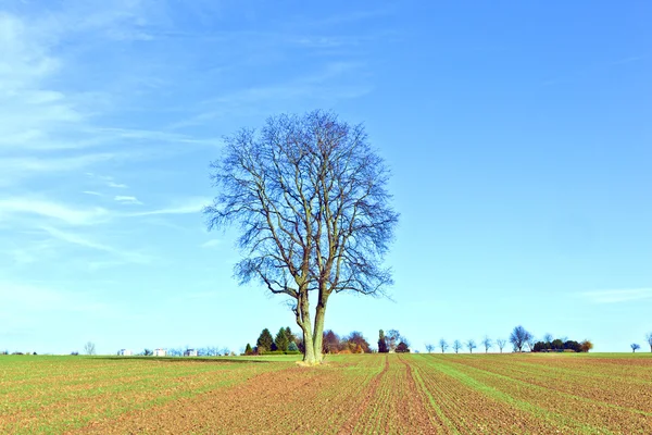 Acre recién arado con hilera de árboles en el horizonte — Foto de Stock