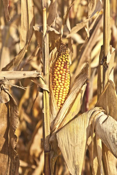 Indický kukuřice v detailu — Stock fotografie