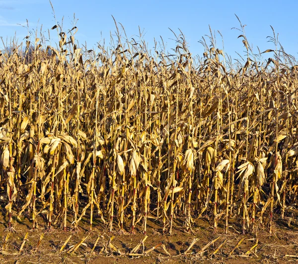Maïs in detail met blauwe hemel — Stockfoto