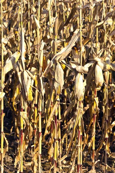 Indický kukuřice v detailu — Stock fotografie