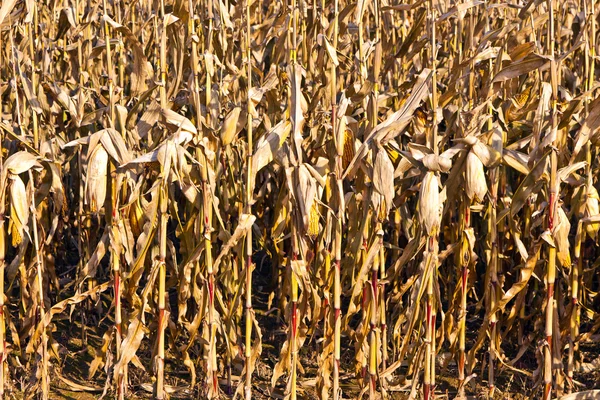Indiai kukorica részletesen — Stock Fotó