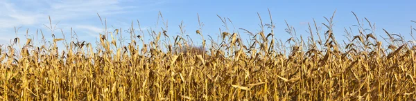 Indian corn in detail with blue sky — Stock Photo, Image