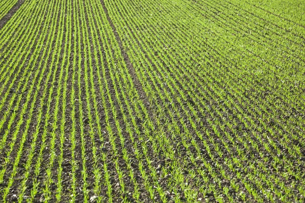 Feld mit geraden Reihen von jungem Mais — Stockfoto