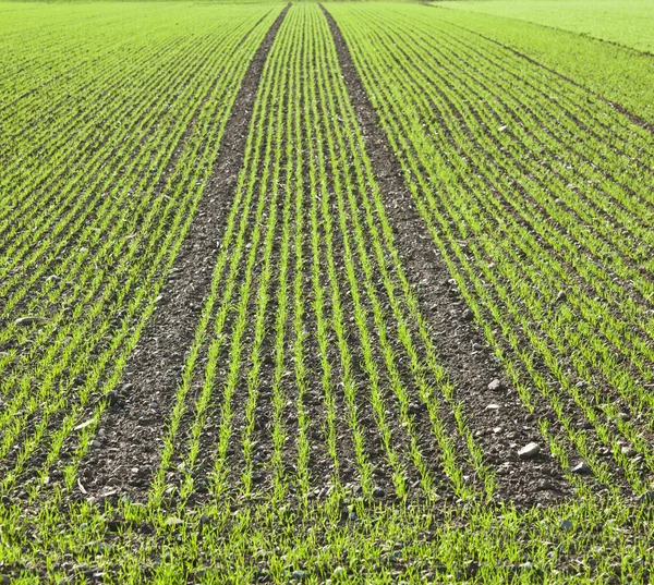 Field with straight rows of young corn — Stock Photo, Image