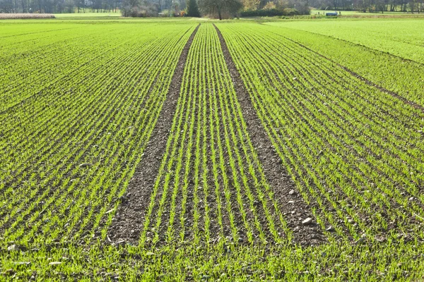 Field with straight rows of young corn — Stock Photo, Image