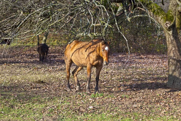 在一棵树下的草地上的马 — 图库照片