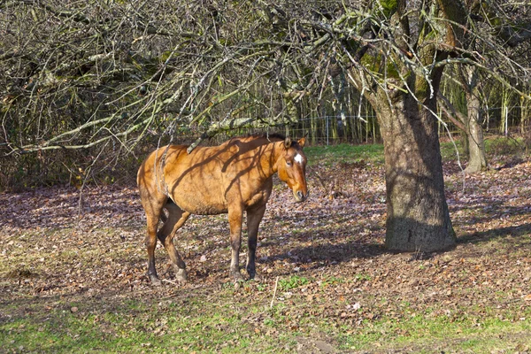 Koně na louce pod stromem — Stock fotografie