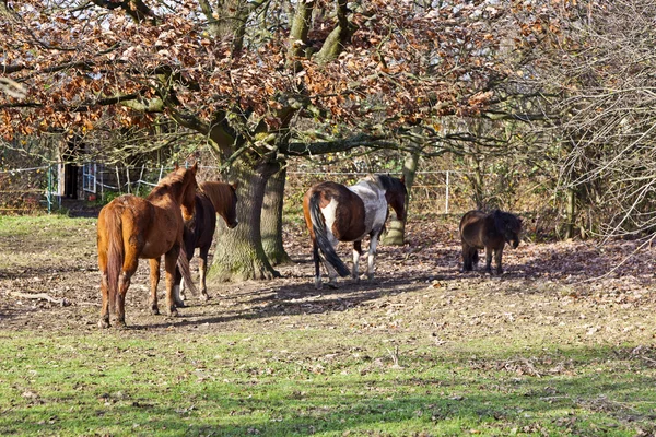 Cavalos em um prado abaixo de uma árvore — Fotografia de Stock