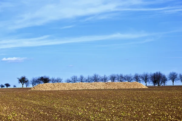 Burak cukrowy pole — Zdjęcie stockowe