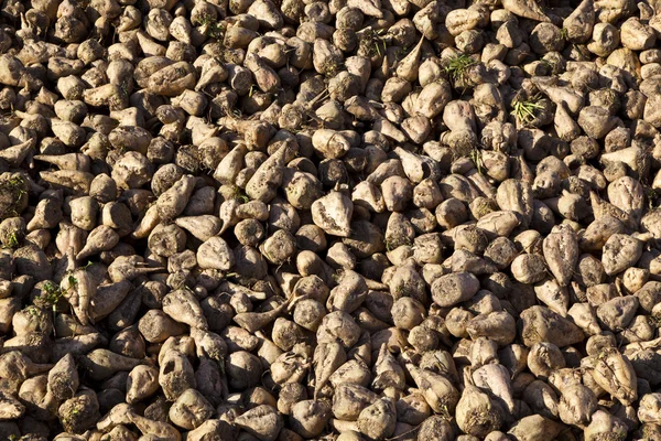 Sugar beet field — Stock Photo, Image