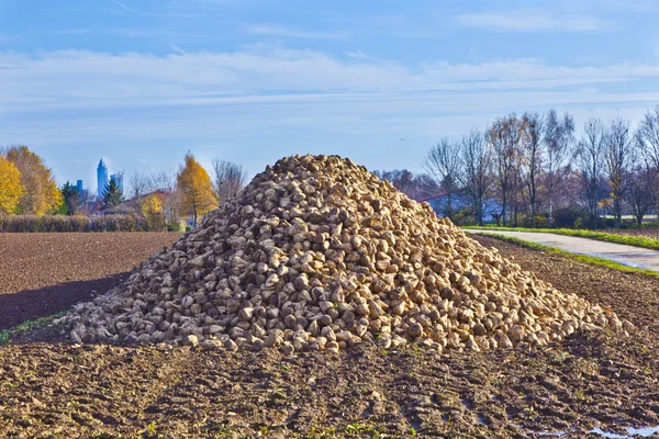 stock image Sugar beet field