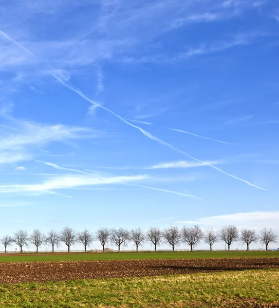 Campos com árvore beco no horizonte — Fotografia de Stock