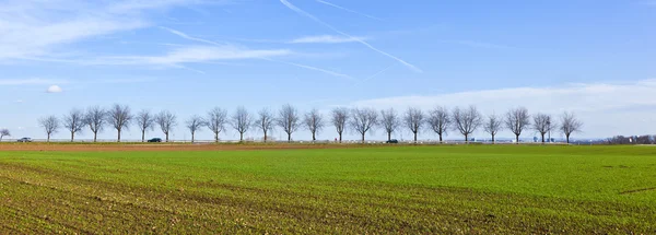 Campos con callejón de árboles en el horizonte — Foto de Stock