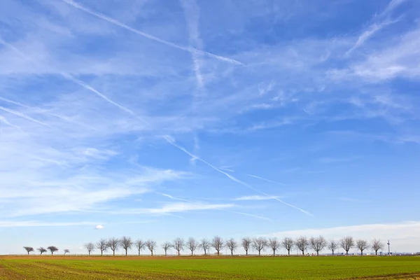 Felder mit Baumallee am Horizont — Stockfoto