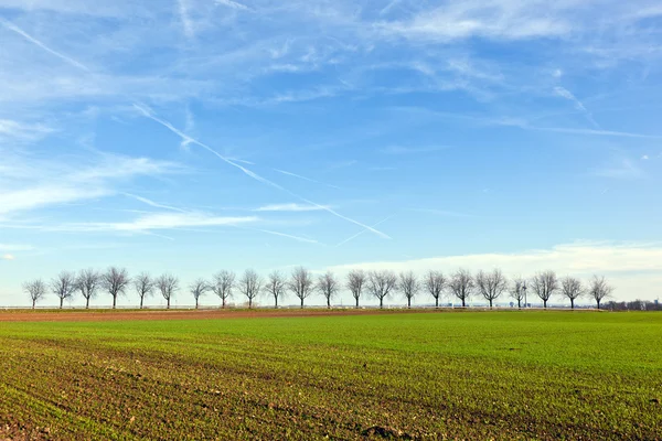 Fields with tree alley at horizon — Stock Photo, Image