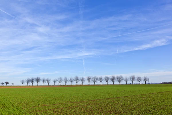 Зеленое поле с аллеей деревьев — стоковое фото