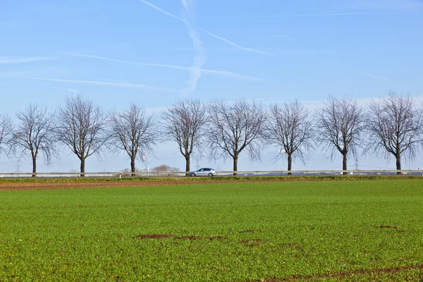 Зеленое поле с аллеей деревьев — стоковое фото