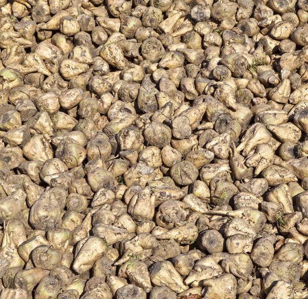 stock image Sugar beets in detail