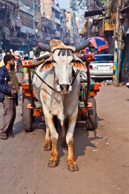 Ox cart transportation on early morning in Delhi, India clipart