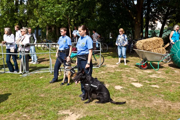 stock image Police dogs show their discipline