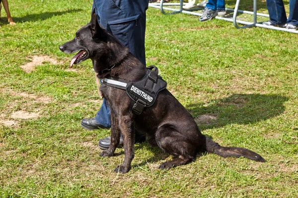 Αστυνομικά σκυλιά δείχνουν την πειθαρχία τους — Φωτογραφία Αρχείου