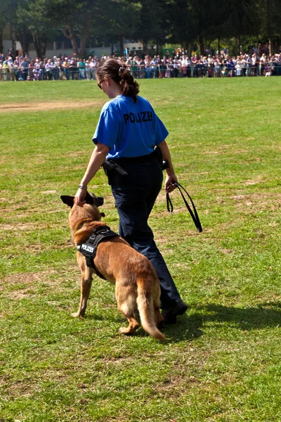 Αστυνομικά σκυλιά δείχνουν την πειθαρχία τους — Φωτογραφία Αρχείου
