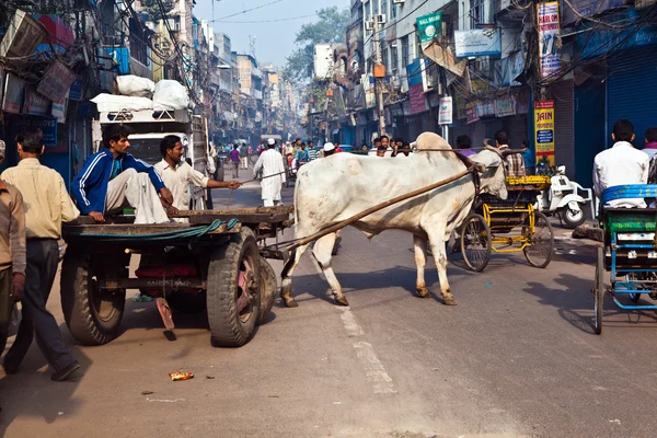 Wykres wół w wąskich uliczkach starego delhi — Zdjęcie stockowe