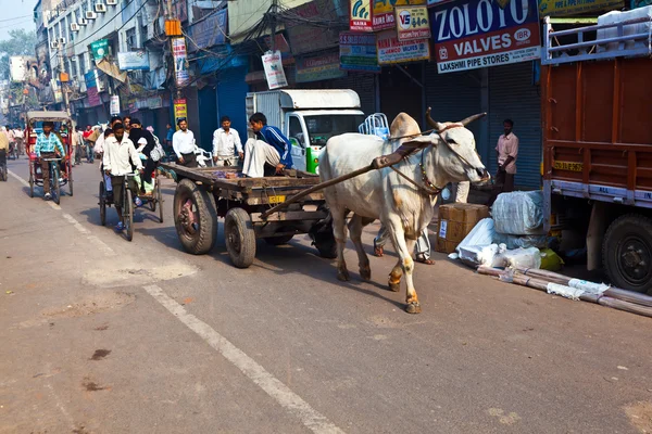Ox grafiek in de smalle straatjes van de oude delhi — Stockfoto